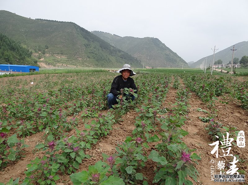 藜麦在中国的发展趋势(图1)